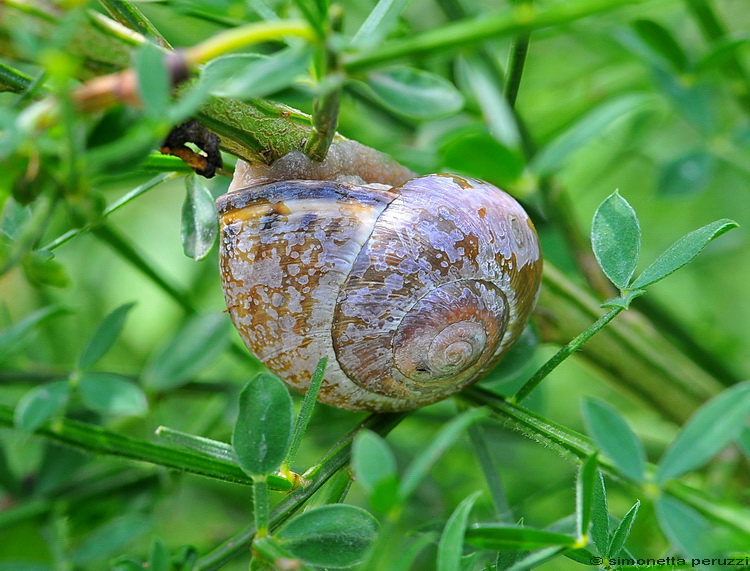 Gasteropoda del Chianti
